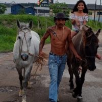 Bandidos invadem terreno e furtam cavalos de família em Balneário Piçarras