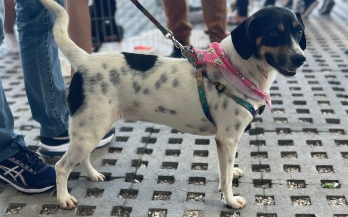 Feira de adoção será no Komprão Atacadista da Ressacada (Foto: Divulgação/Uapa)