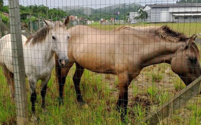 Família está desesperada atrás de notícias dos xodós da família (Foto: Acervo pessoal)