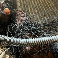 Veado machucado invade supermercado em Santa Catarina