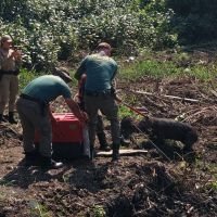 Capivara com arpão nas costas é resgatada em Camboriú