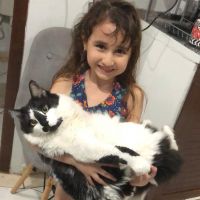 Gato de criança autista está desaparecido há 10 dias