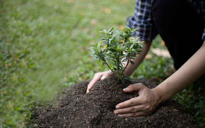 Seguindo os dados do IBGE, são 3,5 milhões de mudas a serem plantadas (Foto ilustrativa/Envato)