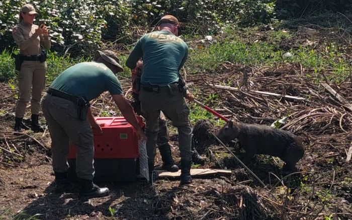 Capivara será tratada e devolvida à natureza (Foto: Divulgação)