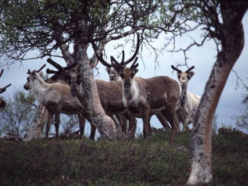 Pastores sámi enfrentam mudanças climáticas que afetam renas e ameaçam a sobrevivência de sua língua e cultura (Foto: Christoph Schenk/Wikimedia Commons)