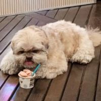 Gelato para pets? Nova sorveteria na Beira Rio oferece cortesia aos bichinhos