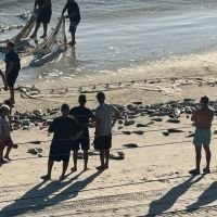 É de Bombinhas o primeiro lanço de tainha da região