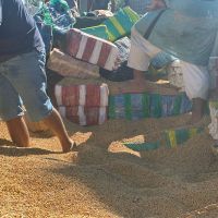 Caminhão com carga de soja escondia quase 7 toneladas de maconha