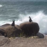 Dança nas pedras de Taquarinhas vira hit na internet