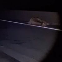 Veículo bate de frente em vaca na BR 101