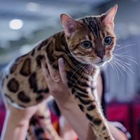 Exposição Internacional reúne mais de 100 gatos em Balneário Camboriú
