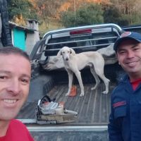 Cachorrinho cai de penhasco de 50 metros e é resgatado graças a coleira com rastreador