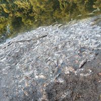 Rio Piçarras é limpo após receber 700 quilos de peixe podre