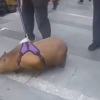Capivaras viram febre na China e já são tratadas como pets fofos