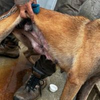 Inis confirma morte de cães apreendidos em canil, mas alega que animais estavam doentes