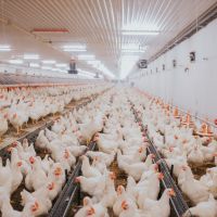 Gripe aviária faz China suspender negócios com 51 frigoríficos do Brasil