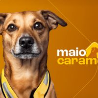 Cachorros caramelos viram estrelas de campanha da Honda