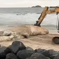Baleia aparece morta e é recolhida em praia