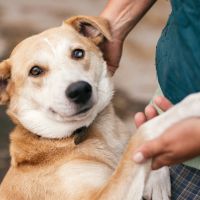 Feira de adoção de pets rola neste sábado