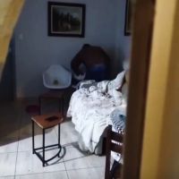 Morador da avenida Atlântica é preso após espancar pit bull e boxer