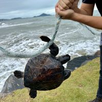 Tartaruga-marinha é salva de rede ilegal no Molhe do Pontal de Navegantes