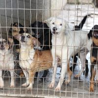 Itajaí vai cadastrar clínicas veterinárias para castração de animais