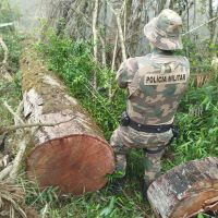 Extração ilegal de madeira em extinção é flagrada na serra