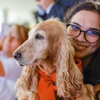 Mais de 620 mil cães e gatos estão no SinPatinhas; veja como cadastrar o seu