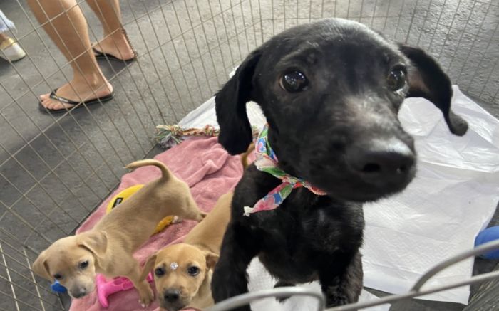 Animais já estão castrados, vacinados, vermifugados e microchipados (Foto: Divulgação/PMI)