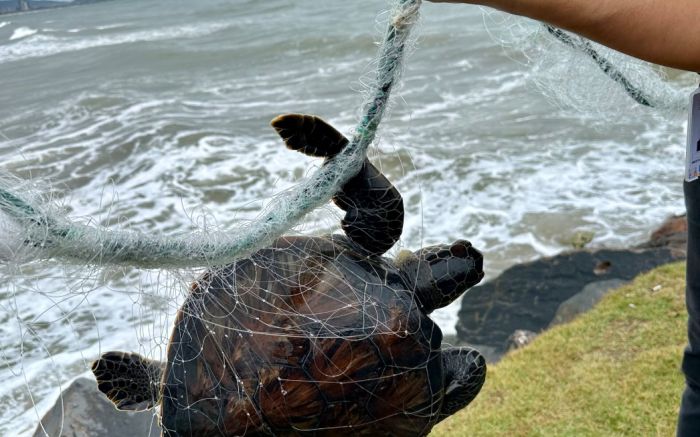 Legenda: Tartaruga é salva de rede ilegal em Navegantes (Foto: Divulgação / Prefeitura de Navegantes)