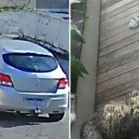 Cães abandonados em Itajaí já foram adotados; tutora dos animais será punida