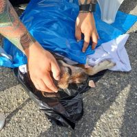 Doguinho ferido é encontrado amarrado durante mutirão