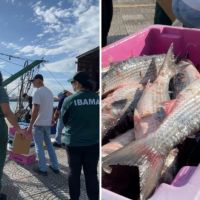Ibama apreende barco com toneladas de tainha pescada ilegalmente