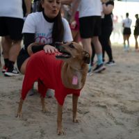 AUtleta de respeito: cãozinho Feijão brilha em corrida na orla de BC