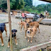 Projeto “AqueçaPPet” leva mantas a animais em situação de vulnerabilidade