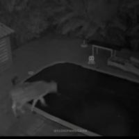 Boi cai em piscina e mobiliza moradores em Florianópolis