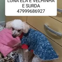 Cachorrinha está desaparecida há 11 dias em Itajaí