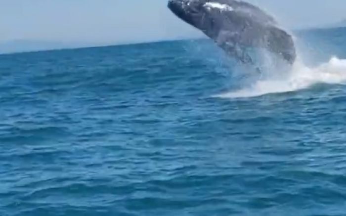 Segundo o pescador, houve dois avistamentos no sábado, perto das ilhas Itacolomi (Mateus Prado/Divulgação)