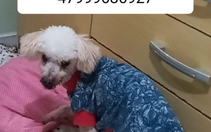 Para qualquer informação, entre em contato com a tutora do animal (foto: Leitor)