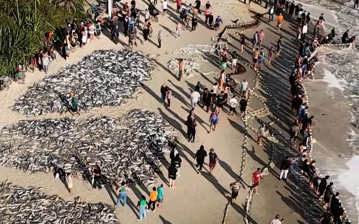 Legenda: Lanço movimentou a praia da Pinheira e emocionou os pescadores (Foto: Reprodução)