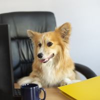 Advogada leva dog para setor público e é denunciada em Penha