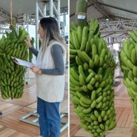 Cacho de banana com mais de 70 kg vence concurso em Balneário Piçarras