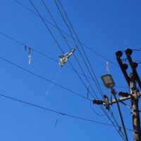 Novas regras proíbem soltura de pipas nas ruas e perto de rede elétrica
