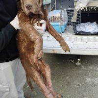 Polícia Civil resgata sete cães vítimas de maus-tratos