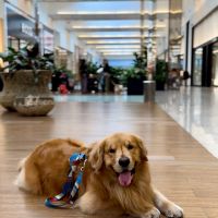Patinhas e carinho: goldens se encontram neste domingo no Balneário Shopping