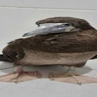 Atobá resgatado em Piçarras tá sendo tratado