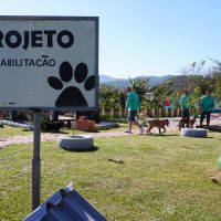 Programa em que presidiários tratam dogs vira modelo de Itajaí pro Brasil