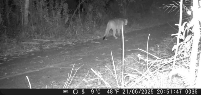 Segurança e respeito ao habitat são essenciais (Foto: Reprodução)