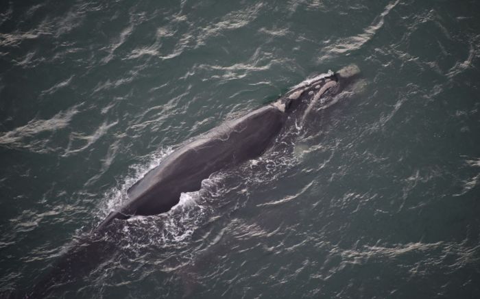 Legenda: Varredura de helicóptero flagrou dezenas de baleias-francas entre Imbituba e Garopaba (Foto: Mariana Favero Silvano/Acquaplan)