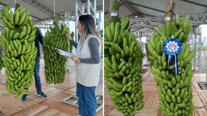 Júri seguiu critérios como diâmetro da fruta, aparência e sanidade do cacho (Fotos: Renata Rosa / Epagri)